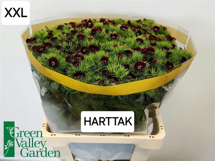 <h4>Di Barb Will Bl Cher</h4>