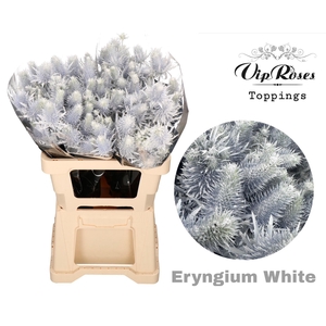 Eryngium Supernova White
