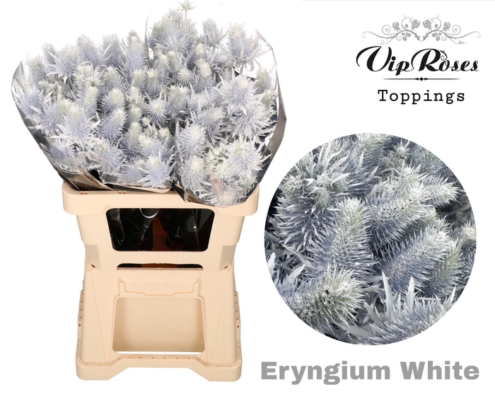 <h4>ERYNGIUM SUPERNOVA WHITE 60cm</h4>