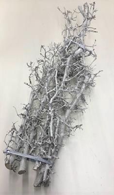 <h4>DROOG BONSAIHOUT WIT KIST</h4>