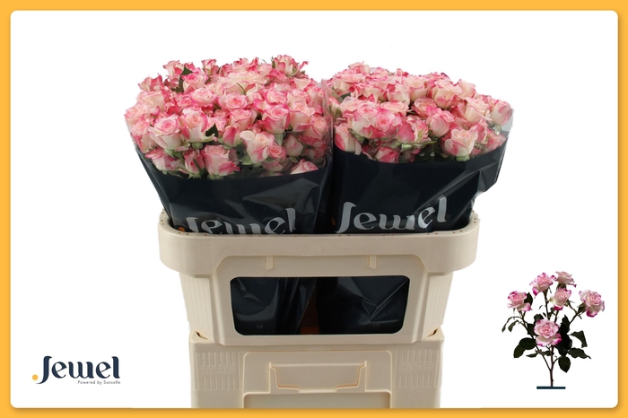 <h4>R TR REFLEX Water</h4>