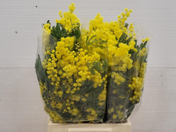 <h4>ACACIA DEALBATA BS</h4>