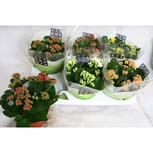 Kalanchoe gevuld gemengd 4klr.