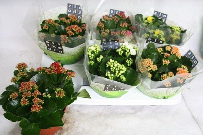 <h4>Kalanchoe gevuld gemengd 4klr.</h4>