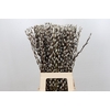 Salix Caprea Snow Flake Premium