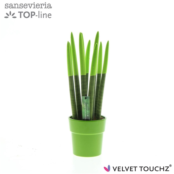 <h4>Sansevieria VELVET TOUCHZ® Groen in keramiek Edel</h4>