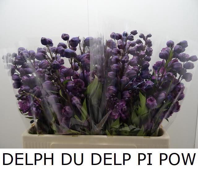 DELPH DU DELP PI POW