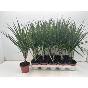 DRA MARGINATA
