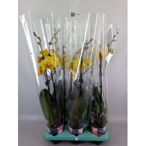 Phalaenopsis   ...