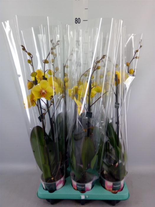 <h4>Phalaenopsis   ...</h4>