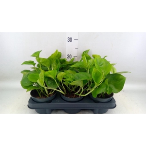 Epipremnum pinn. 'Global Green'