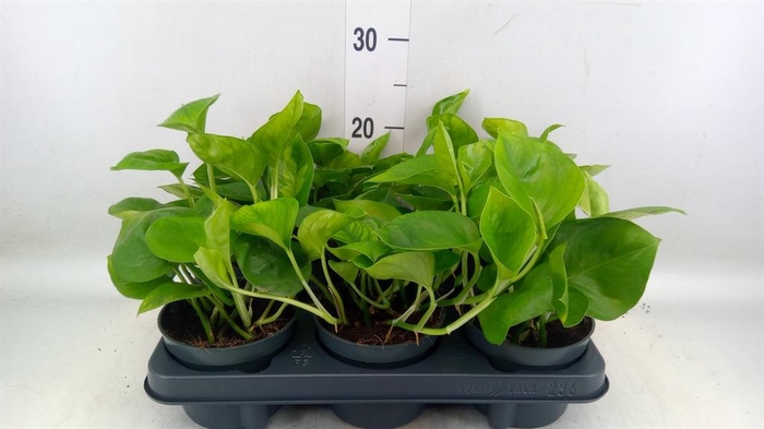 <h4>Epipremnum pinn. 'Global Green'</h4>