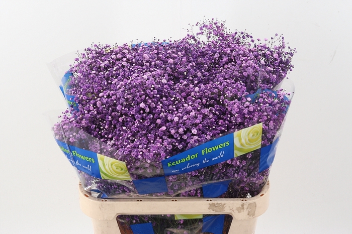 <h4>Gy Xlence Cassis Tinted</h4>