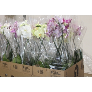 PHALAENOPSIS P12 VARIADO 2 HT ESPIR