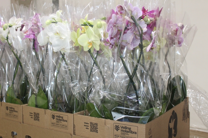 <h4>PHALAENOPSIS P12 VARIADO 2 HT ESPIR</h4>