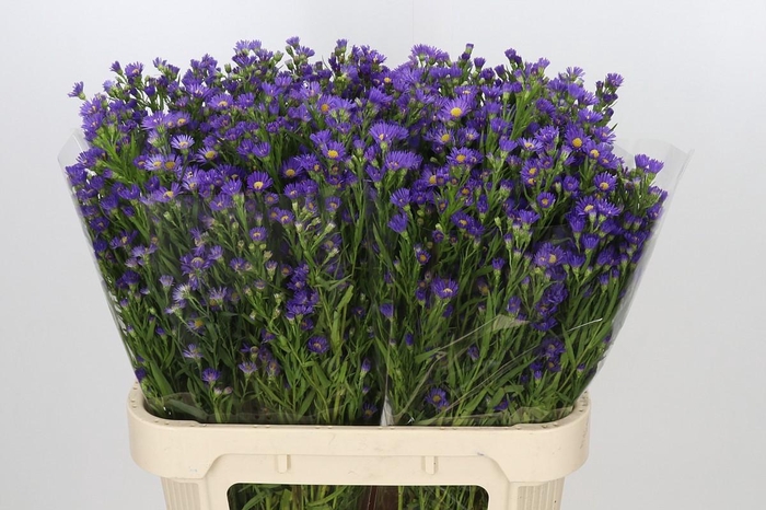 <h4>Aster Casamare</h4>