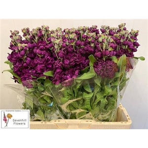 Matth Aida Purple