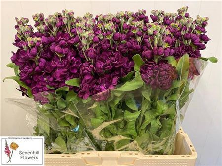 <h4>Matth Aida Purple</h4>
