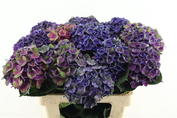 <h4>Hydr M Charlotte Blue 60-19</h4>