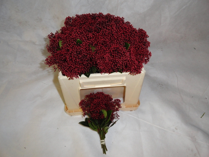 <h4>SKIM J RUBELLA BS</h4>