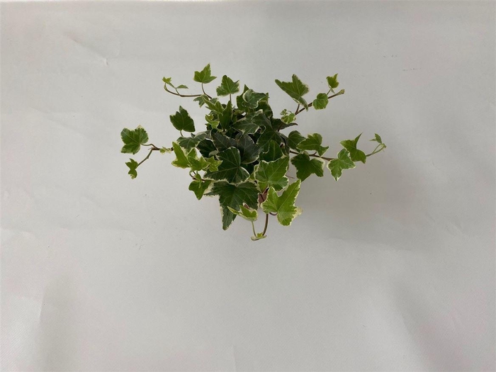 <h4>Hedera He Eva</h4>