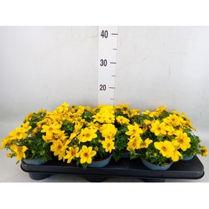 Bidens  'Goldstrike'