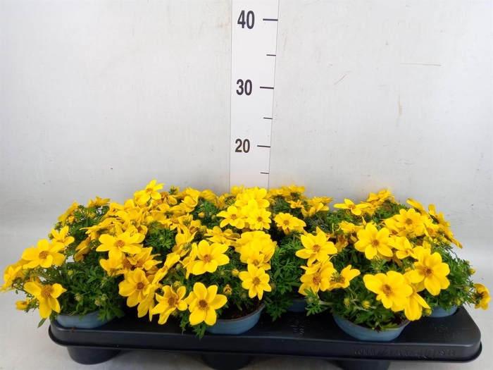 <h4>Bidens  'Goldstrike'</h4>