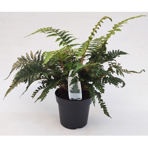 Polystichum polyblepharum