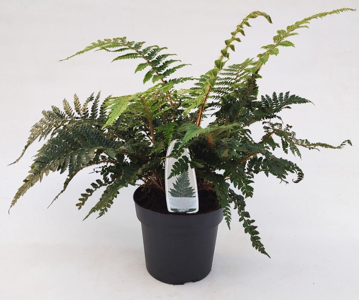 <h4>Polystichum polyblepharum</h4>