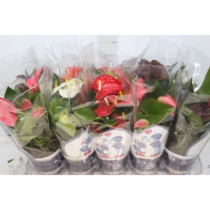 ANTHURIUM VARIADO P12