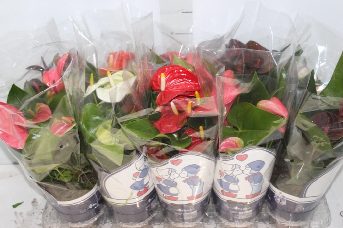 <h4>ANTHURIUM VARIADO P12</h4>