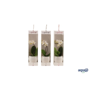 Lisa White Tiny Dolls Wit 1T7+ Aqu@ in Giftbox