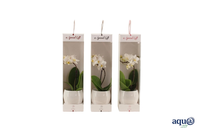 <h4>Lisa White Tiny Dolls Wit 1T7+ Aqu@ in Giftbox</h4>