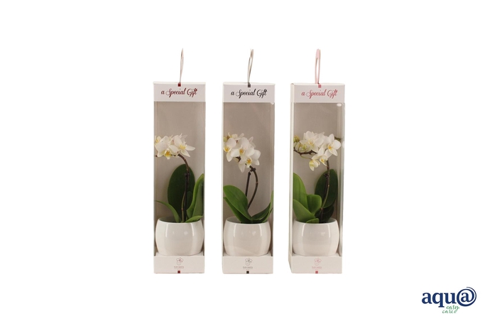 <h4>Lisa White Tiny Dolls Wit 1T7+ Aqu@ in Giftbox</h4>