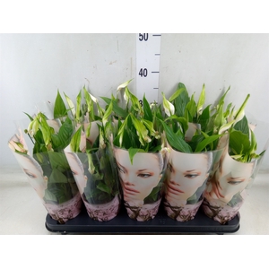 Spathiphyllum  'Alana'