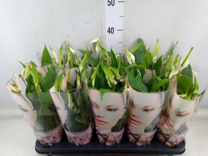 <h4>Spathiphyllum  'Alana'</h4>