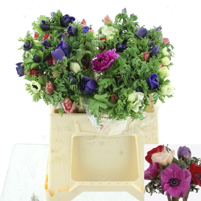 <h4>ANEM GEM BS</h4>