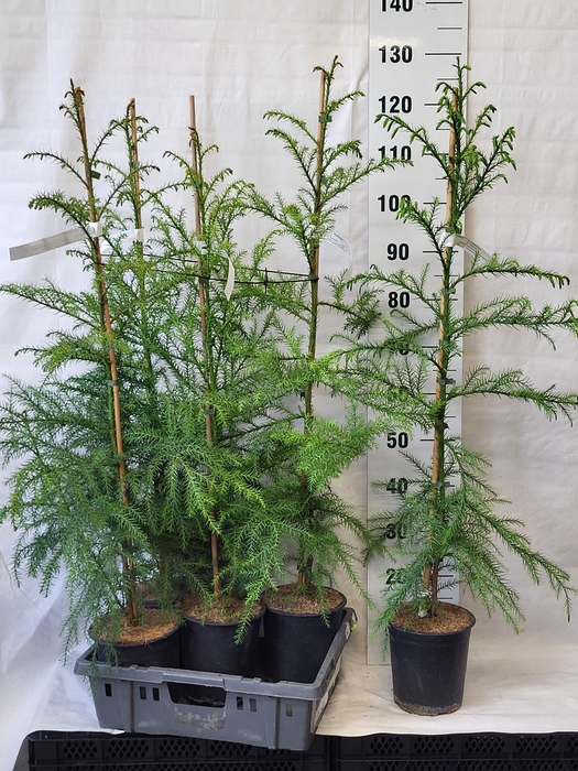 <h4>CRYPTOM JAPONICA</h4>