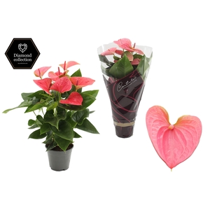 Anthurium 14 cm Sweet Dream in Couture Diamond Line Purple sleeve