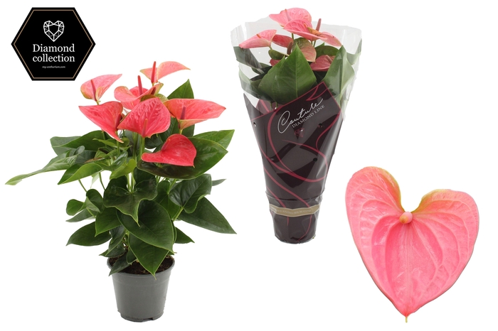 <h4>Anthurium 14 cm Sweet Dream in Couture Diamond Line Purple sleeve</h4>