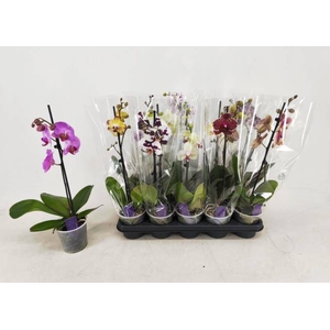 PHAL GEM