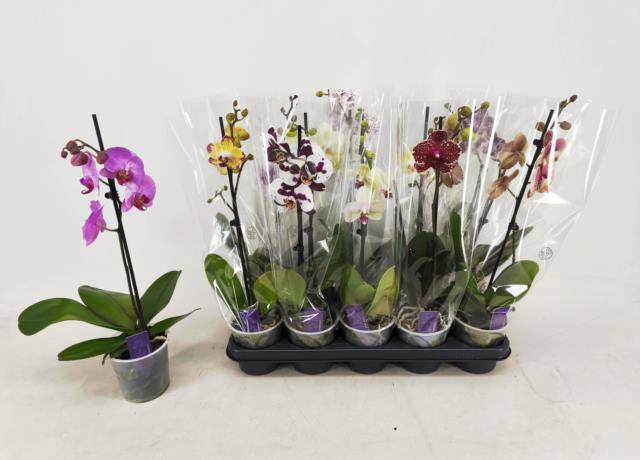 <h4>PHAL GEM</h4>