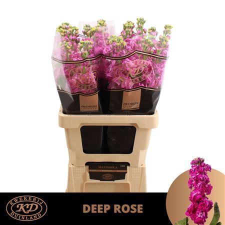 <h4>Matth Stox Deep Rose Ext</h4>