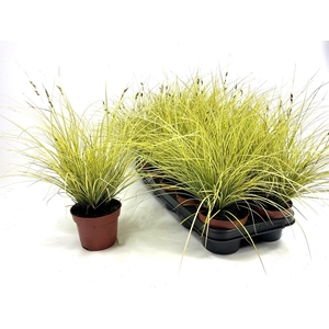 CAREX BR JENNEKE