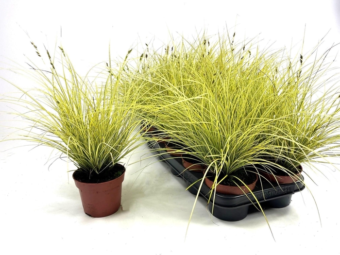 <h4>CAREX BR JENNEKE</h4>