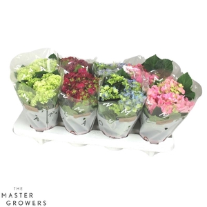Hydrangea Macrophylla gemengd in tray Mix 3+