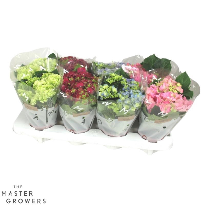 <h4>Hydrangea Macrophylla gemengd in tray Mix 3+</h4>