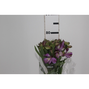 ALSTROEMERIA GALAXY 080 CM LILAS