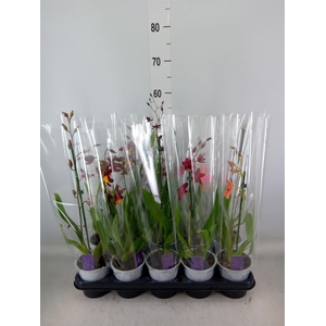 Burrageara  'Nelly Isler'