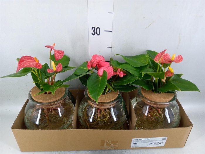 <h4>Planten ..mix</h4>